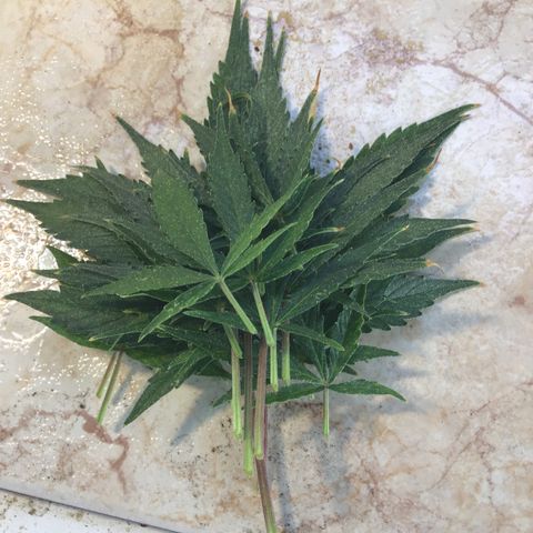 MHMW #2 growlog timeline photo