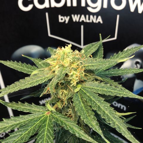 MHMW #2 growlog timeline photo