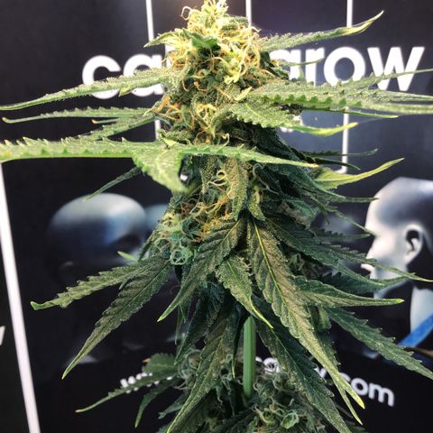 MHMW #2 growlog timeline photo