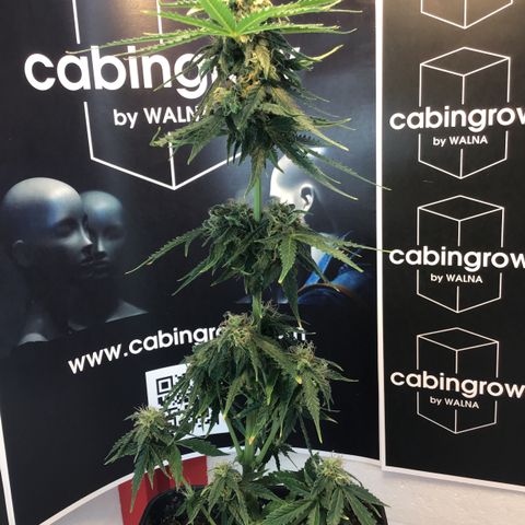 MHMW #2 growlog timeline photo