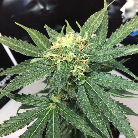 MHMW #2 growlog timeline photo