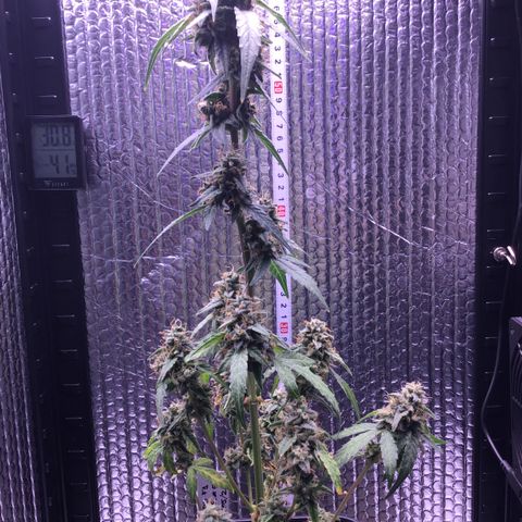 MHOR #5 growlog timeline photo