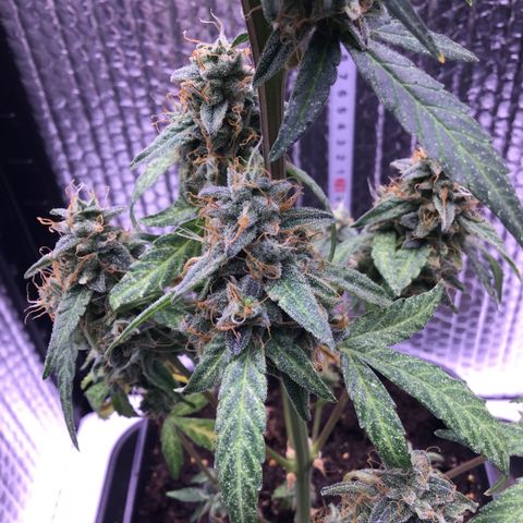 MHOR #5 growlog timeline photo