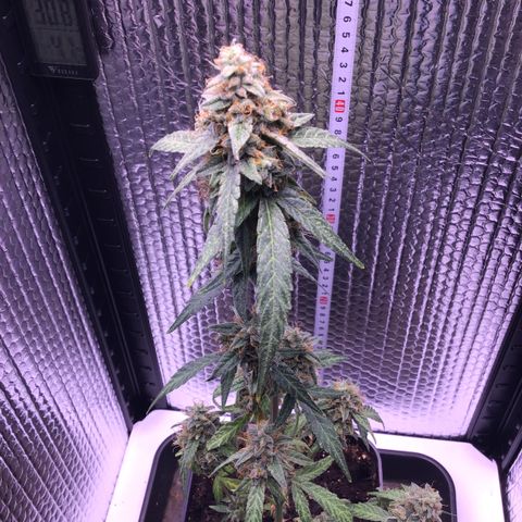 MHOR #5 growlog timeline photo