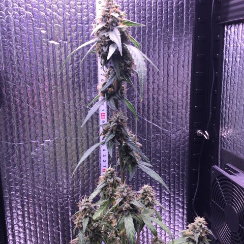 MHOR #5 growlog timeline photo
