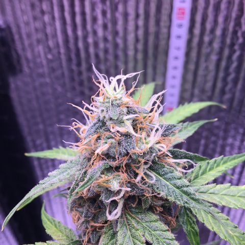 MHMW #3 growlog timeline photo