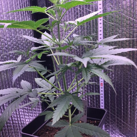 MAGDP #2 growlog timeline photo