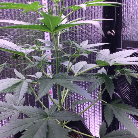 MAGDP #2 growlog timeline photo