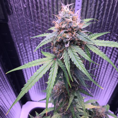 MHMW #3 growlog timeline photo