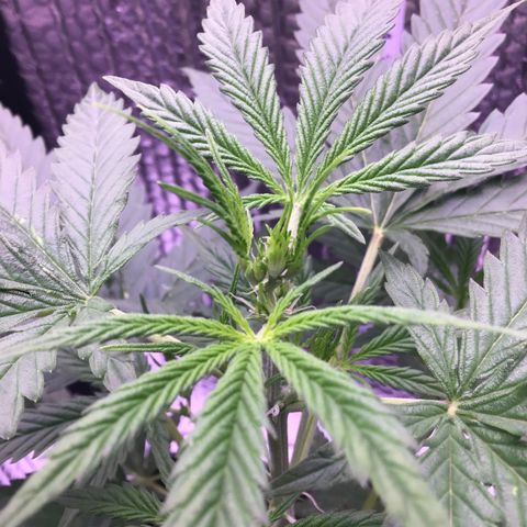 MAGDP #2 growlog timeline photo
