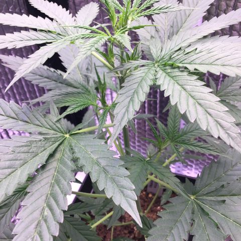 MAGDP #2 growlog timeline photo