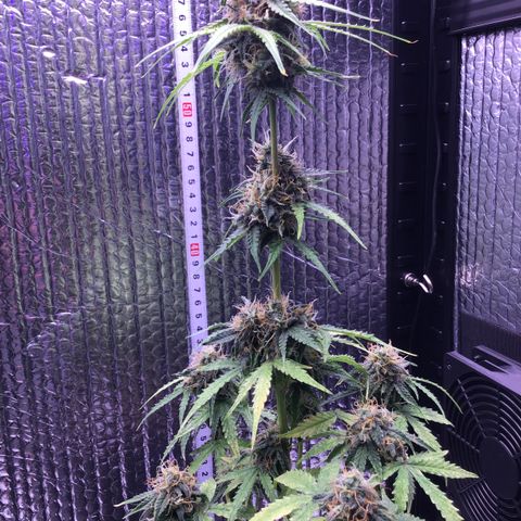 MHMW #3 growlog timeline photo