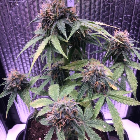 MHMW #3 growlog timeline photo