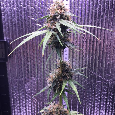 MHMW #3 growlog timeline photo
