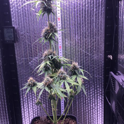MHMW #3 growlog timeline photo