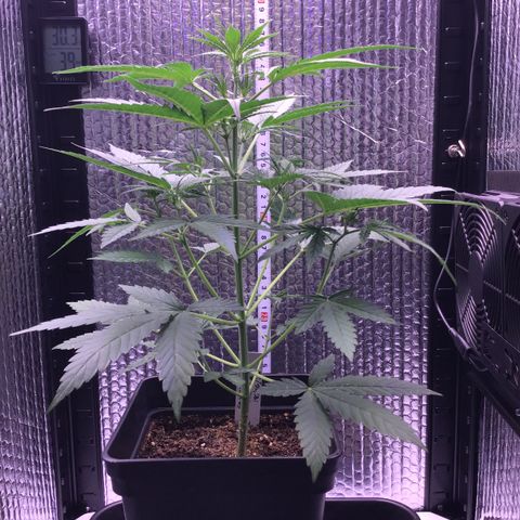 MAGDP #2 growlog timeline photo