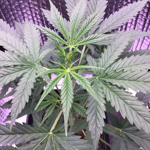 MAGDP #2 growlog timeline photo