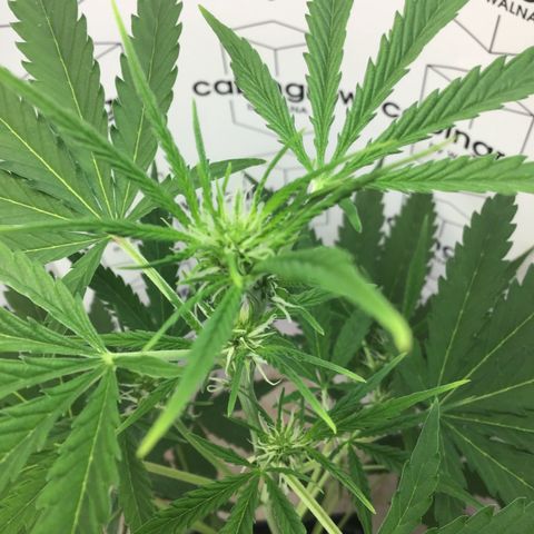 MAGDP #2 growlog timeline photo