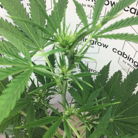 MAGDP #2 growlog timeline photo