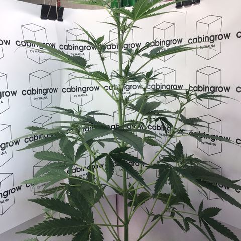 MAGDP #2 growlog timeline photo