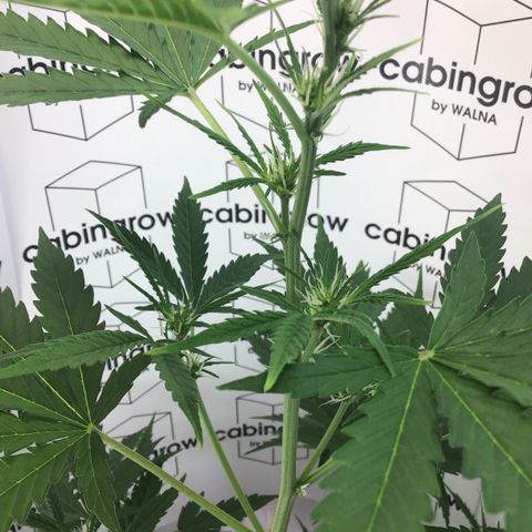 MAGDP #2 growlog timeline photo