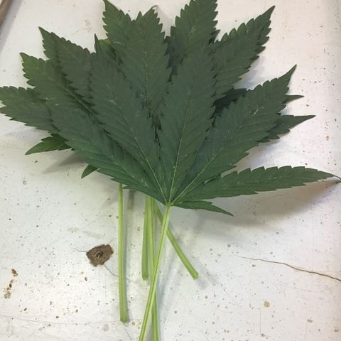 MAGDP #2 growlog timeline photo