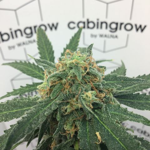 MHMW #2 growlog timeline photo