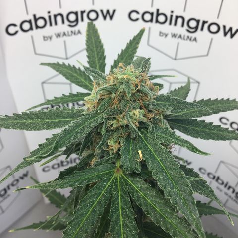 MHMW #2 growlog timeline photo