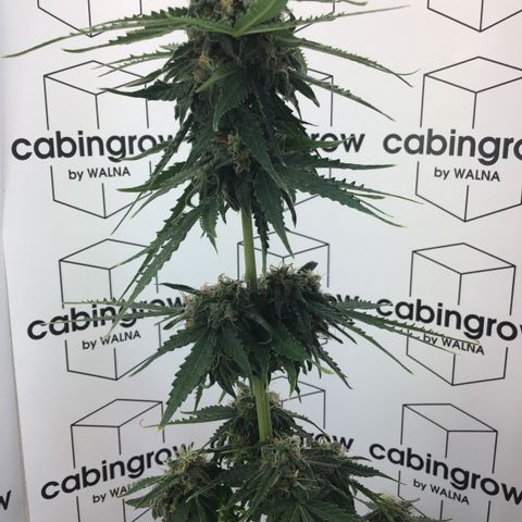 MHMW #2 growlog timeline photo