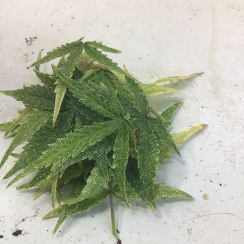 MHMW #3 growlog timeline photo