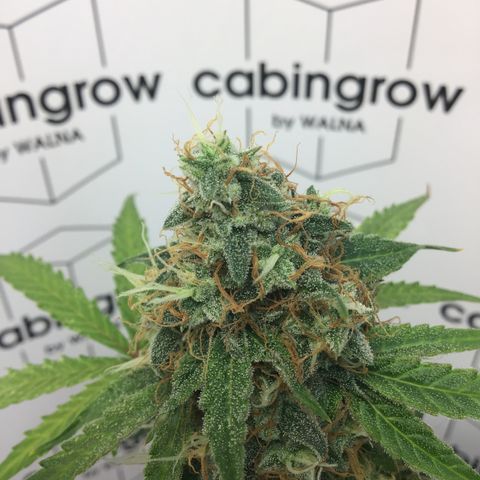 MHMW #3 growlog timeline photo