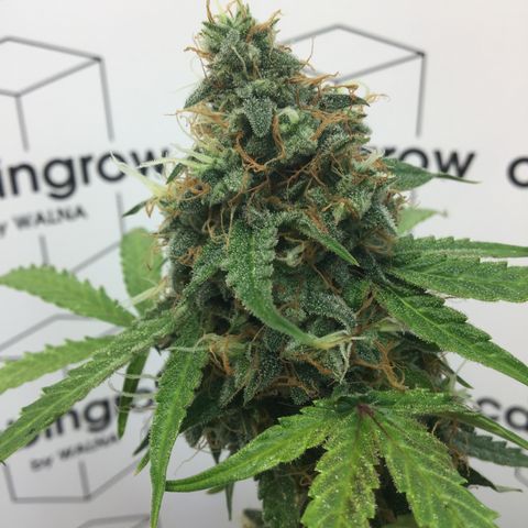 MHMW #3 growlog timeline photo