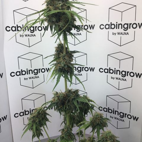 MHMW #3 growlog timeline photo