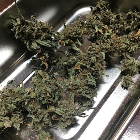 MHOR #5 growlog timeline photo