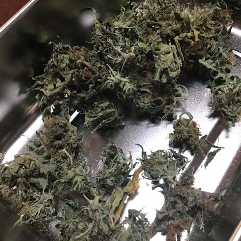 WABC #4 growlog timeline photo