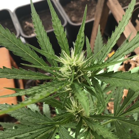 MAGDP #2 growlog timeline photo