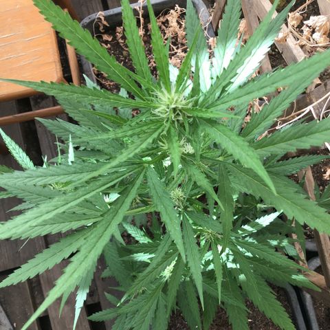 MAGDP #2 growlog timeline photo