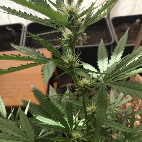 MAGDP #2 growlog timeline photo