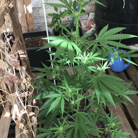 MAGDP #2 growlog timeline photo