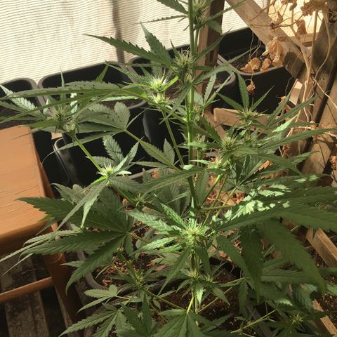 MAGDP #2 growlog timeline photo