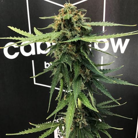 MHMW #2 growlog timeline photo
