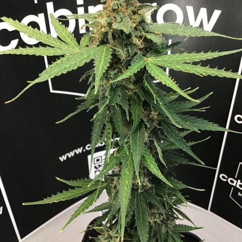 MHMW #2 growlog timeline photo