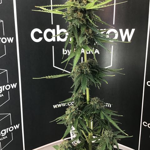 MHMW #2 growlog timeline photo
