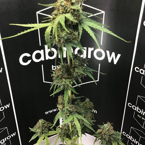 MHMW #3 growlog timeline photo