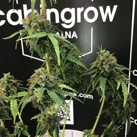 MHMW #3 growlog timeline photo