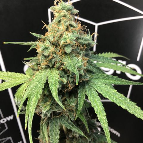 MHMW #3 growlog timeline photo