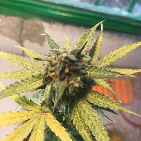 MHMW #2 growlog timeline photo