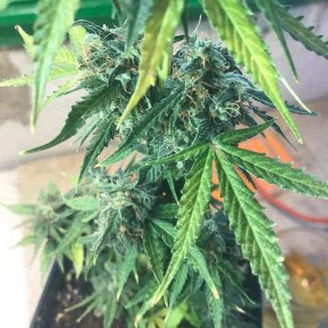MHMW #2 growlog timeline photo