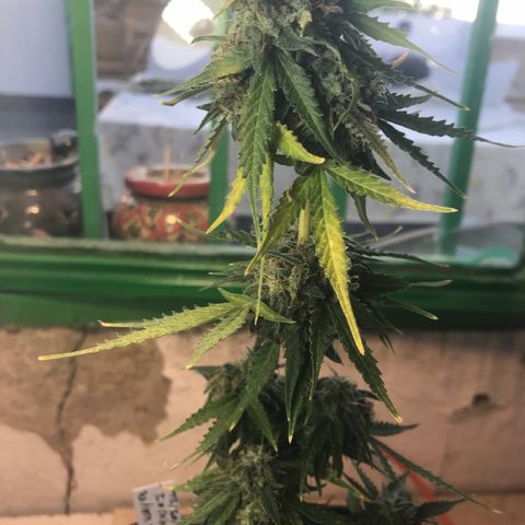MHMW #2 growlog timeline photo