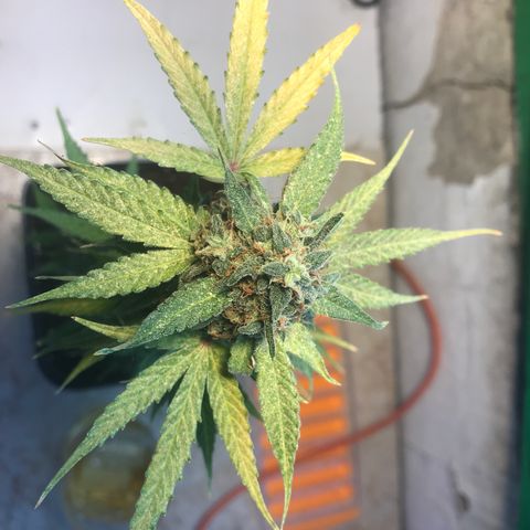 MHMW #2 growlog timeline photo